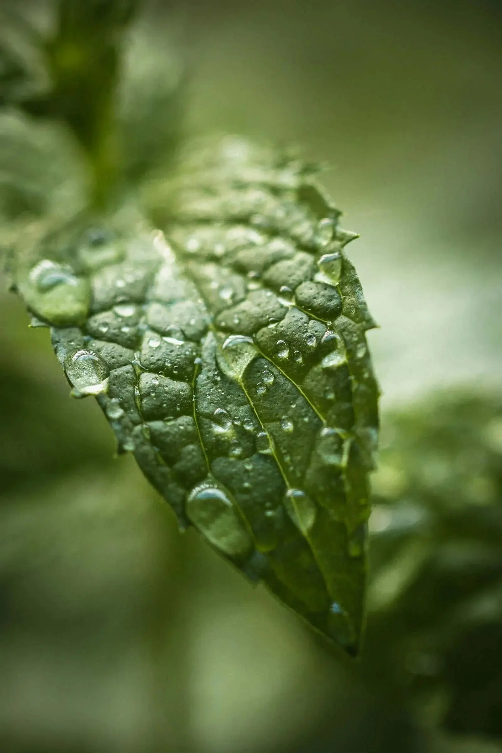 Live Calm Blended Essential Oil - Image 5