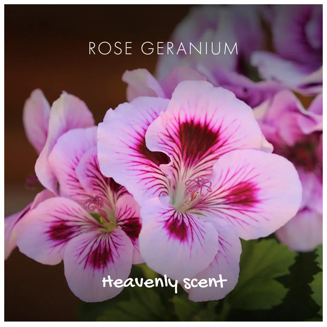 Rose Geranium Natural Soap - Image 3