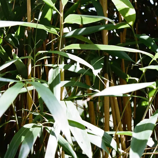Soft Bamboo Face Cloths - Image 3