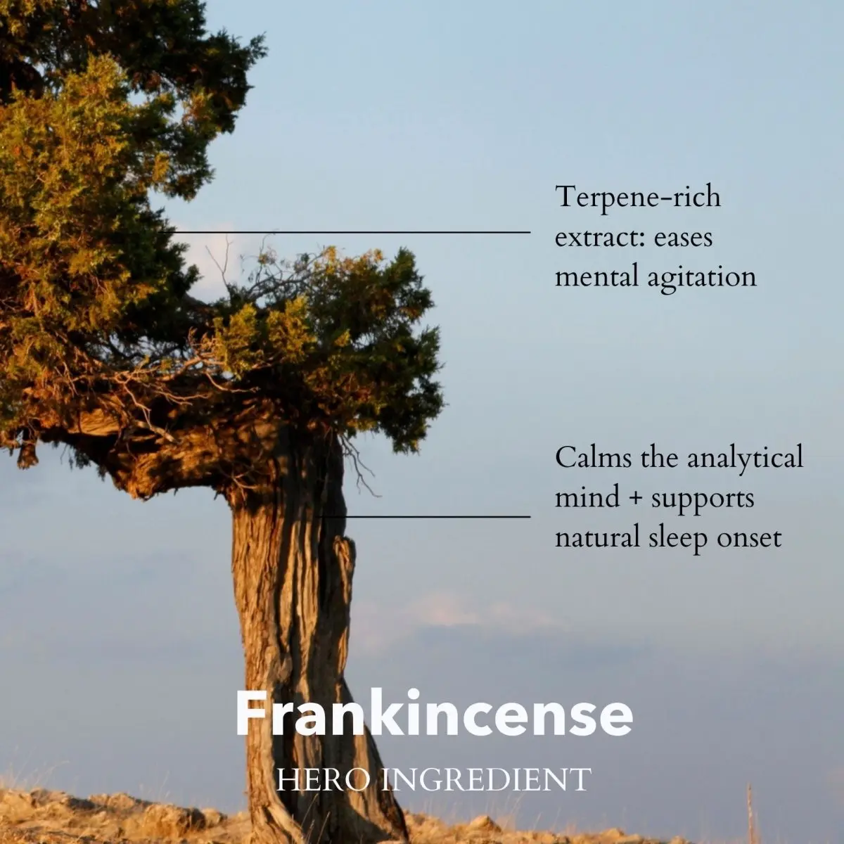The Gift of Good Sleep | Somali Frankincense - Image 5